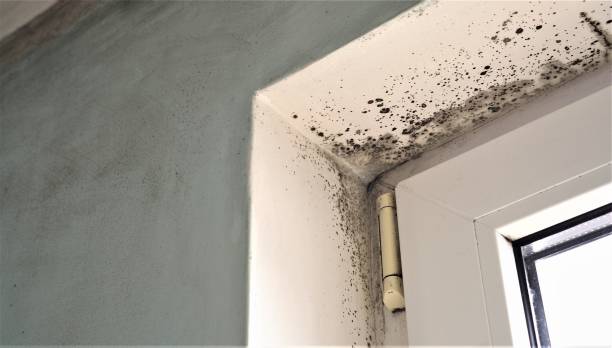 Best Basement Mold Removal  in Catlettsburg, KY