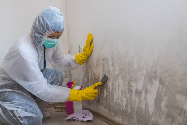 Best Mold Removal for HVAC Installations  in Catlettsburg, KY