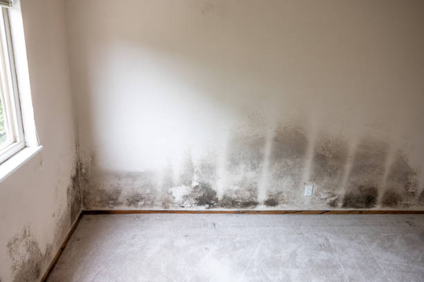 Best Crawl Space Mold Remediation  in Catlettsburg, KY