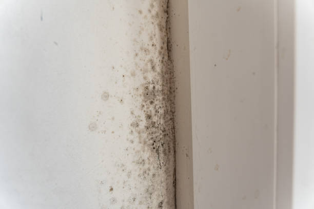 Best Post-Construction Mold Inspection  in Catlettsburg, KY