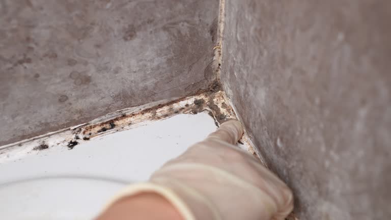 Best Mold-Related Health Consultation  in Catlettsburg, KY